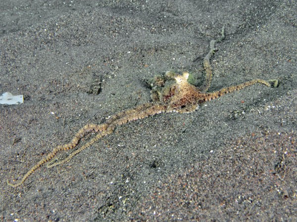 A marbled octopus (Amphioctopus aegina) spreads on sandy seabed. Puri Jati Dive Site, Umeanyar, Bali, Indonesia
