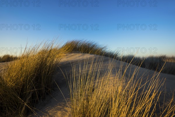 Dunes and blue sky in winter, sunset, Spiekeroog, East Frisian Islands, Lower Saxony, Germany