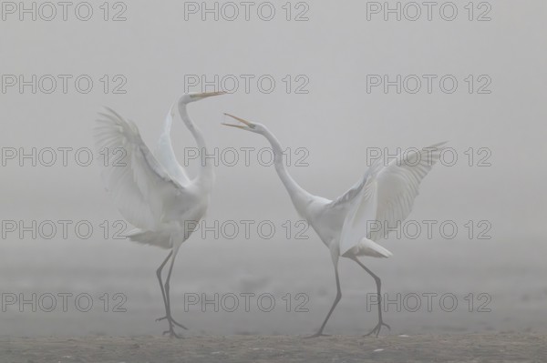 Great Egret, (Egretta alba) Warring Great Egret in the Mist, Lusatia, Saxony, Germany