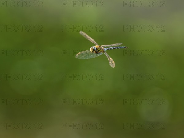 Blue-green mosaic maiden (Aeshna cyanea) flying, Lower Saxony, Germany