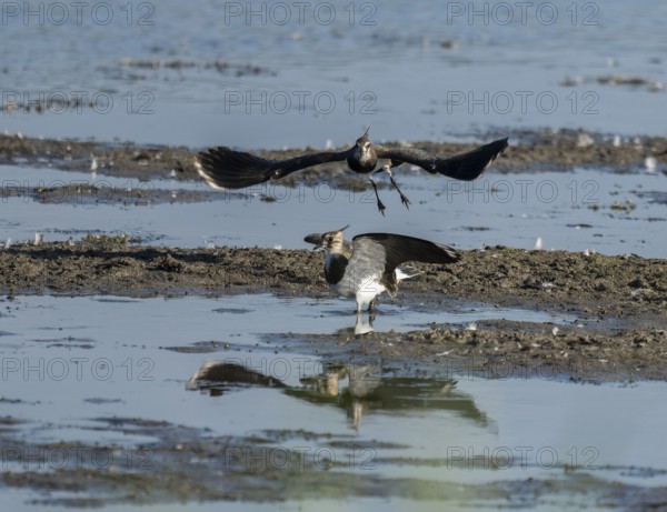 Lapwing (Vanellus vanellus), two lapwings attack each other in flight in the shallow water zone of a body of water, Lower Saxony, Germany