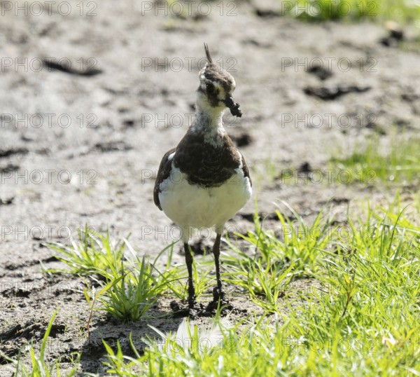 Lapwing (Vanellus vanellus) looking for food in a wetland, Lower Saxony, Germany
