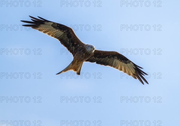 Red kite (Milvus milvus) in flight looking for food, blue sky, Lower Saxony, Germany
