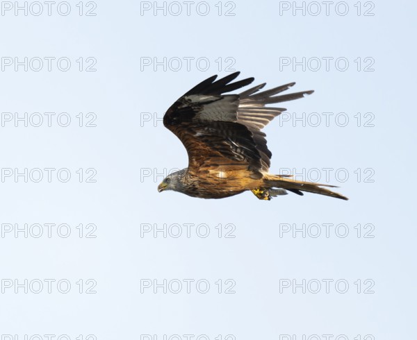 Red kite (Milvus milvus) flying with prey fish in catches, Lower Saxony, Germany