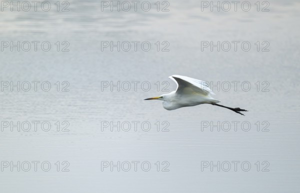 Great egret (Ardea alba) flies over a body of water, Lower Saxony, Germany