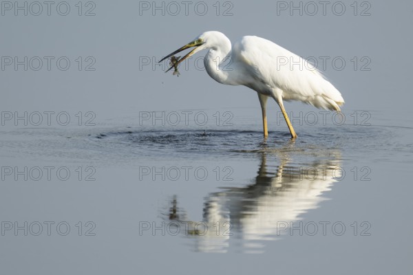Great egret (Ardea alba) stands in the shallow water zone of a wetland with a fish in its beak, Lower Saxony, Germany