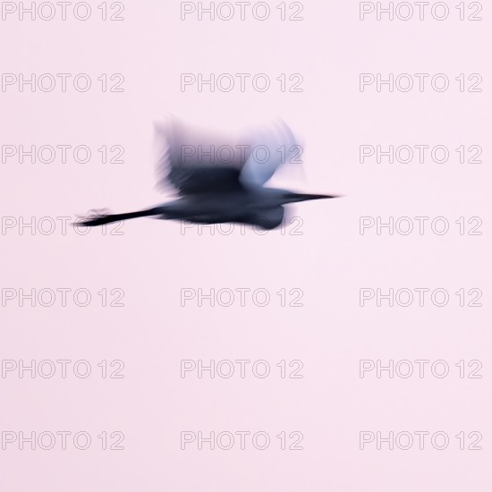 Great egret (Ardea alba) in flight, motion blur, long exposure, puller, wiping effect, Lower Saxony, Germany