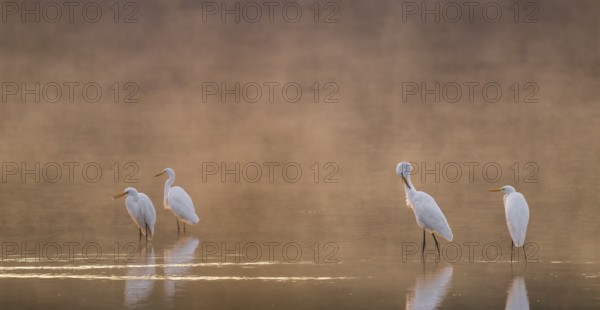Great egrets (Ardea alba) stand in warm orange morning light in the shallow water zone of a lake during plumage, clouds of fog over the water, Lower Saxony, Germany