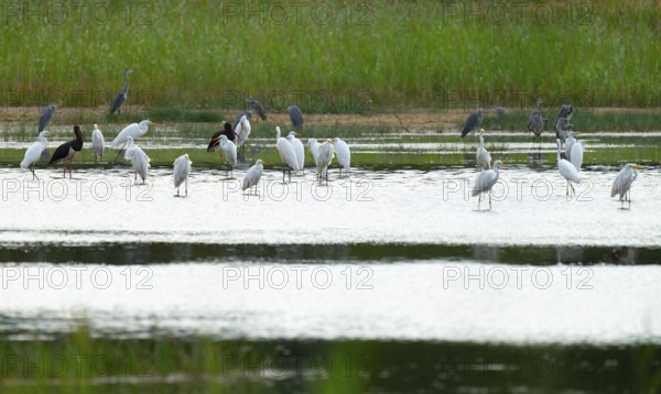 Great egret (Ardea alba) and black storks (Ciconia nigra) in the shallow water zone of a pond, behind gray heron (Ardea cinerea), Lower Saxony, Germany