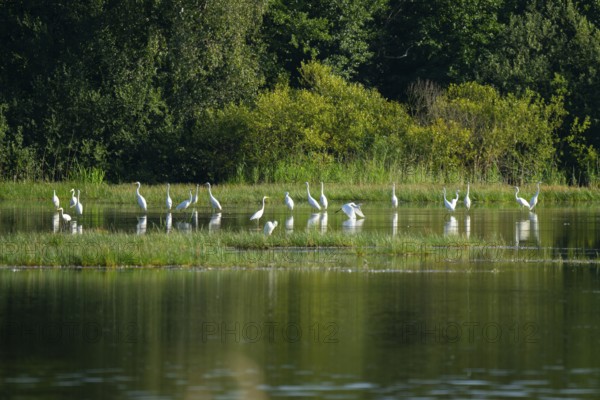 Great egret (Ardea alba) in the shallow water zone of a pond, Lower Saxony, Germany