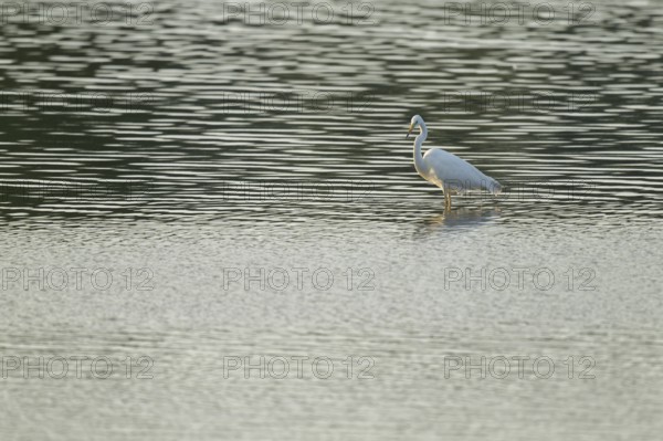 Great egret (Ardea alba) stands in the shallow water zone of a lake, Lower Saxony, Germany
