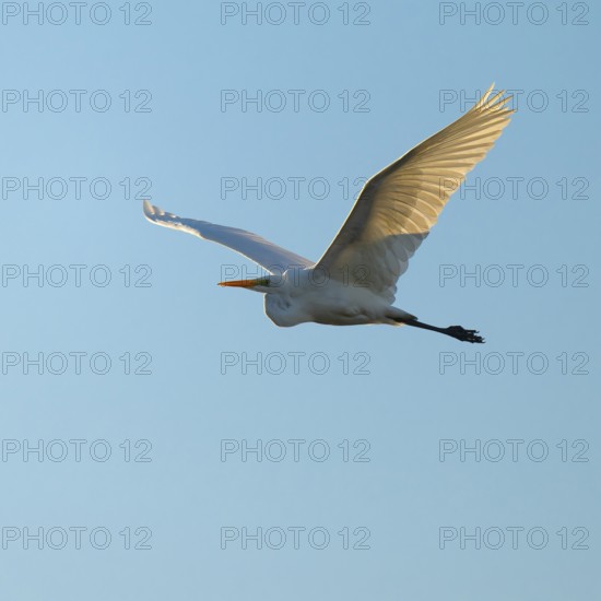 Great egret (Ardea alba) in flight, in warm orange morning light, blue sky, Lower Saxony, Germany