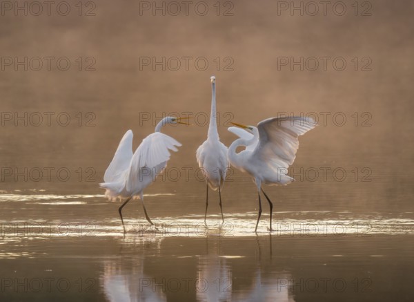 Great egrets (Ardea alba) stand in the warm orange morning light in the shallow water zone of a lake and quarrel, squabbles of fog over the water, Lower Saxony, Germany