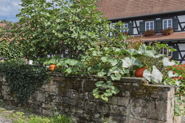 An idyllic garden with pumpkins in front of a half-timbered house. Lush plants grow on an old stone wall, Hohwiller, Alsace, France
