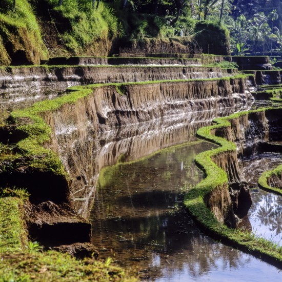 Terrace rice paddies rice paddies near Tegallalang, Bali, Indonesia