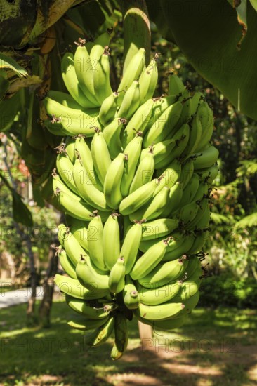 Banana trees, Bali, Indonesia