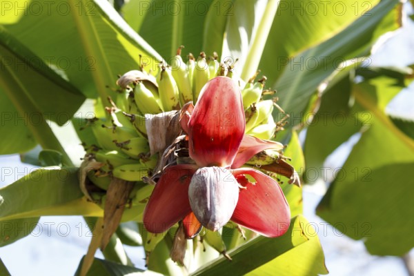 Banana tree with fruits, Bali, Indonesia