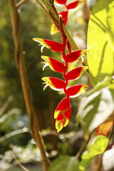 Heliconia rostrata, lobster scissors, ginger plant, Bali, Indonesia