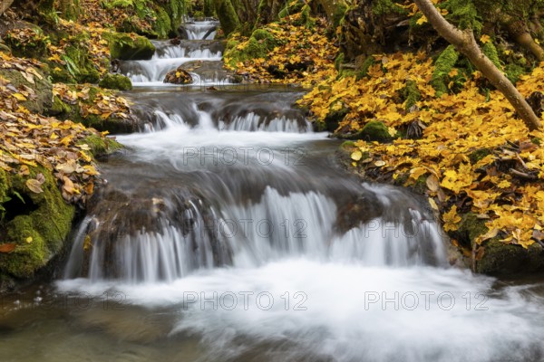 Small waterfall, sinter steps, maple leaves in autumn colors, Brühlbach, Maisental, Bad Urach, Swabian Alb, Baden-Württemberg, Germany