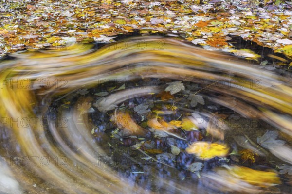Ahron leaves in herb color turn in brook strudel (Acer) horse chestnut family (Hippocastanoideae), autumn, Donntal, Gutenberg, Swabian Jura, Baden-Württemberg, Germany