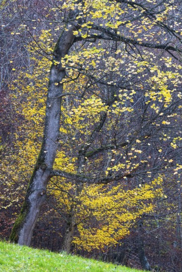 Ahron tree (Acer) in herb color, horse chestnut family (Hippocastanoideae), autumn, Donntal, Gutenberg, Swabian Jura, Baden-Württemberg, Germany