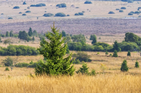 Barren landscapeof raised bog, National park of High Venn-Eifel, Wallonia, East Belgium