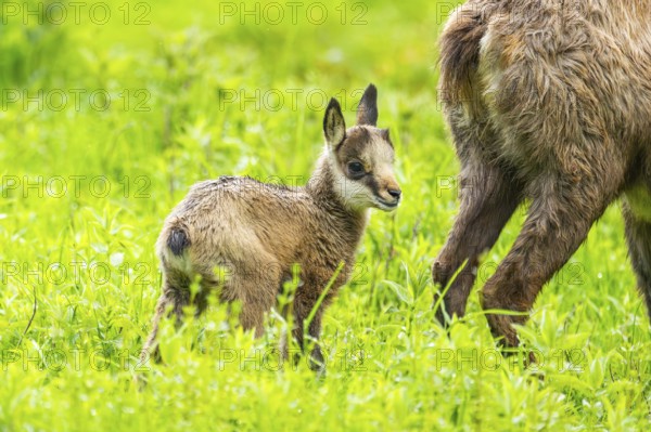 Chamois (Rupicapra rupicapra) Mother (doe) with her youngster (fawn) on a meadow, Austria