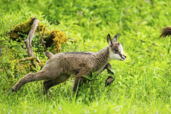 Chamois (Rupicapra rupicapra) youngster (fawn) running over a meadow, Austria