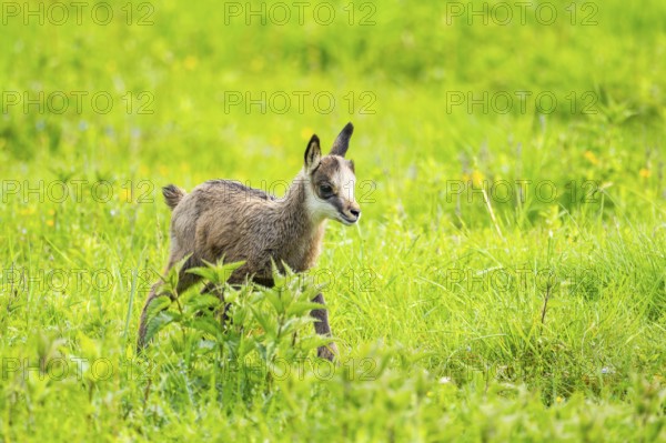 Chamois (Rupicapra rupicapra) youngster (fawn) standing on a meadow, Austria
