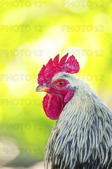 Domestic Chicken (Gallus gallus domesticus), portrait, Bavaria, Germany