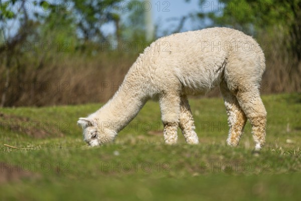 White Llama (Lama glama) standing on a meadow, Bavaria, Germany