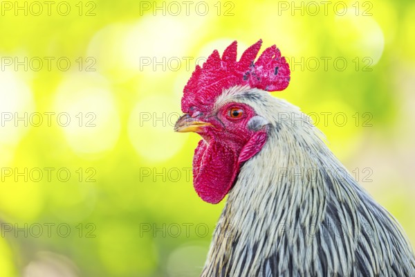 Domestic Chicken (Gallus gallus domesticus), portrait, Bavaria, Germany