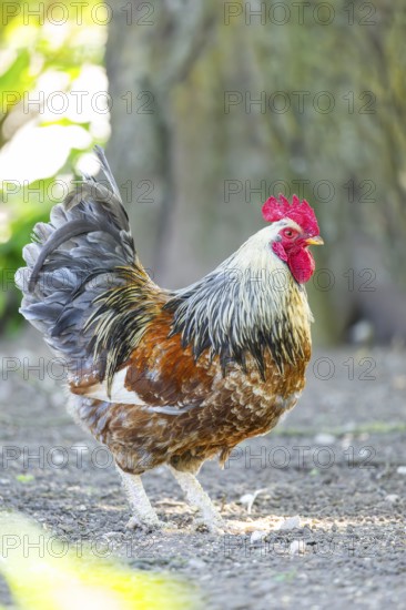 Domestic Chicken (Gallus gallus domesticus), rooster, standing on the ground, Bavaria, Germany