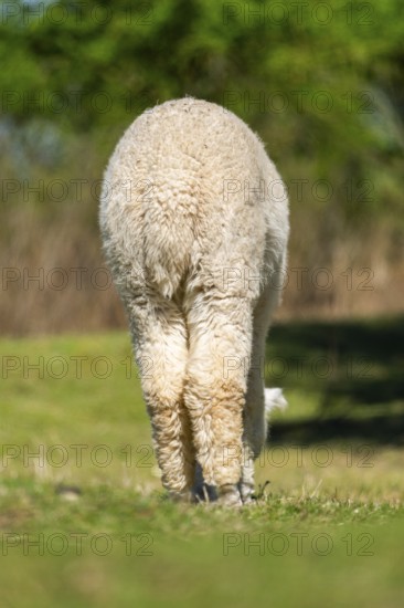White Llama (Lama glama) standing on a meadow, Bavaria, Germany