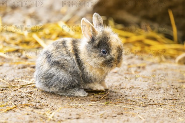 Domesticated rabbit (Oryctolagus cuniculus forma domestica) standing on the ground, Austria