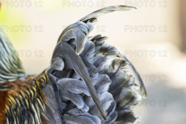 Domestic Chicken (Gallus gallus domesticus), rooster, detail, tail, Bavaria, Germany