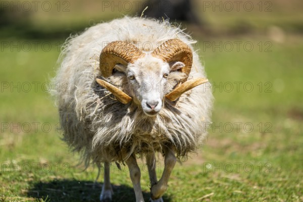 Domestic sheep (Ovis orientalis aries) ram walking on a meadow, Bavaria, Germany