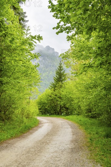 Walking trail going through the forest in spring on a cloudy day, Bavaria, Germany