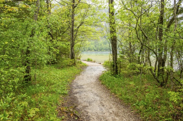 Walking trail going through the forest in spring on a cloudy day, Bavaria, Germany