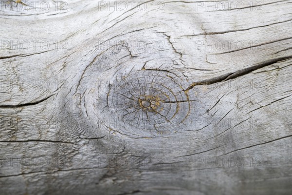 Close-up of a cut fruit in an old tree trunk, Bavaria, Germany