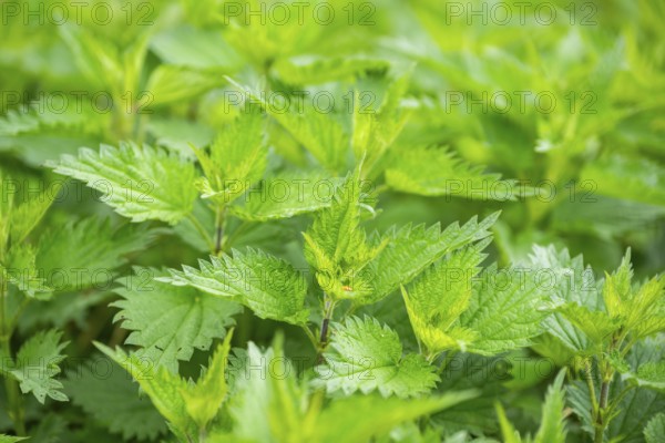 Common nettle (Urtica dioica), detail, spring, Bavaria, Germany