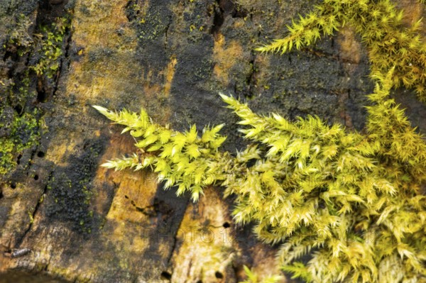 Red-stemmed feathermoss (Pleurozium schreberi) growing on old wood in a forest, Bavaria, Germany