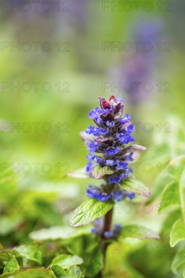 Bugle (Ajuga reptans) blossoms, detail, Bavaria, Germany