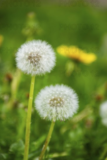 Common dandelion (Taraxacum officinale) seeds, detail, Bavaria, Germany