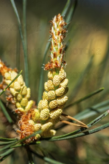 Scots pine (Pinus sylvestris) blossom in a forest in spring, Bavaria, Germany