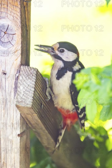 Great spotted woodpecker (Dendrocopos major) sitting on wooden slat, Austria