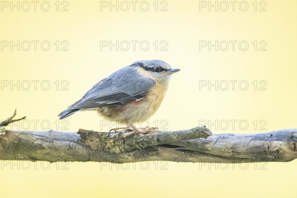 Eurasian nuthatch (Sitta europaea) sitting on a branch, Austria