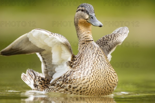Wild duck (Anas platyrhynchos) female swimming in a lake, Bavaria, Germany