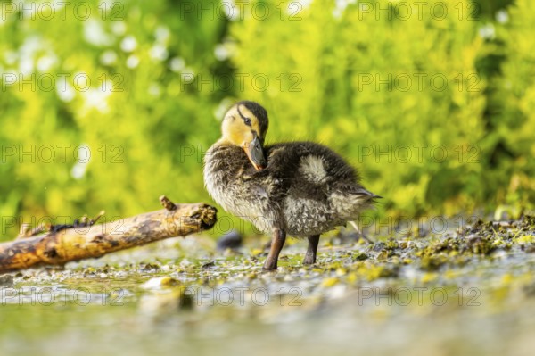 Wild duck (Anas platyrhynchos) chick standing at the schore of a little lake, Bavaria, Germany