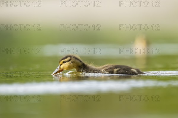 Wild duck (Anas platyrhynchos) chick swimming on a lake, Bavaria, Germany